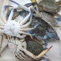 Gambar Kepiting Laut Rajungan Besar fresh berkualitas - 1 Kg dari Ikan Segar Bahari undefined 1 Tokopedia