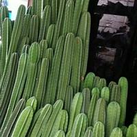 Gambar ( BISA COD) TANAMAN HIAS KAKTUS KOBOY  - KAKTUS BELIMBING TINGGI 35-50 dari azzela tanaman hias undefined 3 Tokopedia