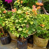 Gambar tanaman bougenville besar/tanaman bugenvile/tanaman bunga kertas dari Rims florist undefined 2 Tokopedia