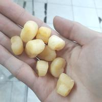Gambar Scallop kering 100 Gram /  100 - Harga Tertera untuk 100 Gram - Best Price Best Quality dari Hokian Mandiri undefined 2 Tokopedia