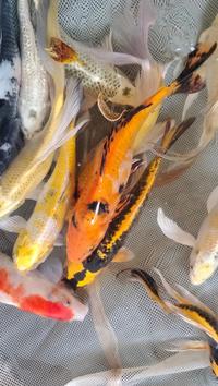 Gambar Koi Slayer 26-30cm dari Ena Koi Lampung undefined 3 Tokopedia