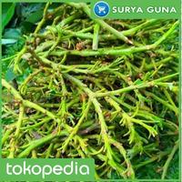Gambar Jual Entres Alpukat Aligator dari Suryaguna Store undefined 1 Tokopedia