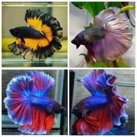 Gambar ikan cupang halfmoon rosetail Sepasang / cupang hm Siap Kawin dari mimin barokah11 undefined 1 Tokopedia