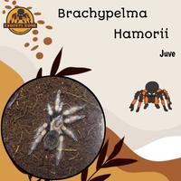Gambar tarantula brachypelma hamorii juve - AFemale 14 Cm dari Exopets Zone undefined 2 Tokopedia