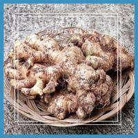 Gambar jahe gajah 1 kg super / Jahe Putih Lokal dari Rempah homecalist undefined 2 Tokopedia