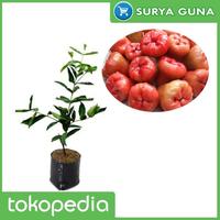 Gambar Jual Bibit Jambu Dalhari Bibit Jambu Air Dalhari dari Suryaguna Store undefined 1 Tokopedia