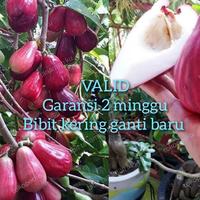 Gambar bibit jambu bol super murah dari Agro tanaman terpercaya undefined 1 Tokopedia