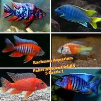 Gambar Paket Ikan Hias African Cichlid (Ob Peacock, Dll) Isi 5 Gratis 1 dari toko_zinia undefined 1 Tokopedia