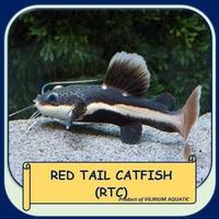 Gambar Ikan Hias Air Tawar - Red Tail Catfish (Rtc) Size Jumbo (±40Cm) dari toko_zinia undefined 2 Tokopedia