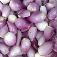 Gambar Bawang Merah Kupas 250 gram - 100 gram dari BINTAN Frozen Foods undefined 1 Tokopedia