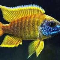 Gambar Paket Ikan Hias African Cichlid (Ob Peacock, Dll) Isi 5 Gratis 1 dari toko_zinia undefined 3 Tokopedia