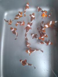 Gambar Paket NEMO Isi 15 Ekor - Ikan Hias Air Laut dari Vijay Aquamarine undefined 4 Tokopedia