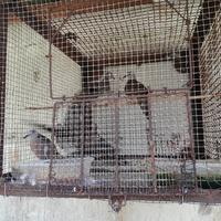Gambar Burung Tekukur dari WarsoXZ undefined 2 Tokopedia