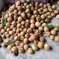 Gambar Es Buah Pala Khas Bogor Papapangan - Per Pack dari PAPA PANGAN OFFICIAL undefined 3 Tokopedia