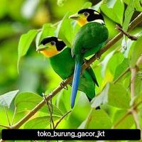 Gambar burung madi injap pilihan dari toko burung gacor jkt undefined 1 Tokopedia