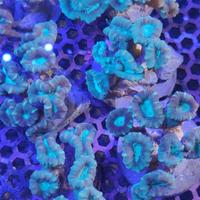 Gambar Coral Karang Permen Mulut Hijau 6 Cabang dari i am reefer undefined 5 Tokopedia