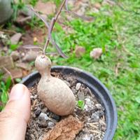 Gambar euphorbia hedyotoides caudex dari Depot Bunga Lingga undefined 2 Tokopedia