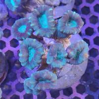 Gambar Coral Karang Permen Mulut Hijau 6 Cabang dari i am reefer undefined 1 Tokopedia