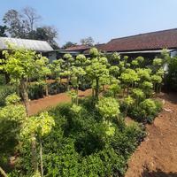 Gambar tanaman hias bonsai anting putri pohon bonsai anting putri 1-2 meter - ± 2 meter dari Lestari Taman Indah undefined 1 Tokopedia