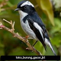 Gambar burung decu mini pilihan dari toko burung gacor jkt undefined 1 Tokopedia