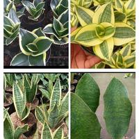 Gambar paket 4 macam sanseviera / tanaman lidah mertua pembersih udara dari Yasaflora undefined 1 Tokopedia