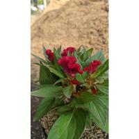 Gambar Celosia jengger ayam merah - tanaman celosia cristata red murah dari Bee Flower1 undefined 4 Tokopedia