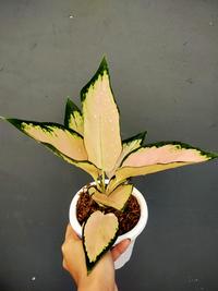Gambar Aglaonema Kochin Sutra dari Amani Jungle undefined 1 Tokopedia