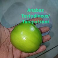 Gambar Buah segar apel putsa / bekul / apel india per kilo kg - 1kg dari Tanipaktani undefined 2 Tokopedia