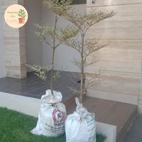 Gambar pohon ketapang kencana putih varigata tinggi 1-3m - 2m dari Tanaman Cici Surabaya undefined 2 Tokopedia