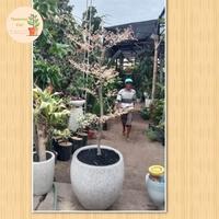 Gambar pohon ketapang kencana putih varigata tinggi 1-3m - 2m dari Tanaman Cici Surabaya undefined 1 Tokopedia