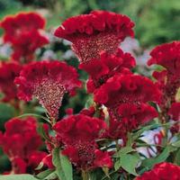 Gambar Celosia jengger ayam merah - tanaman celosia cristata red murah dari Bee Flower1 undefined 1 Tokopedia