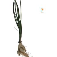 Gambar BAWANG BATAK/LOKIO dari Dekaka Shop undefined 1 Tokopedia