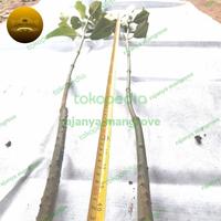Gambar pohon mangrove/bakau berkualitas super size100 cm lebih. dari Rajanya mangrove undefined 2 Tokopedia