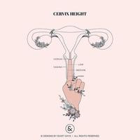 Gambar Intimina Lily Cup Original Size A-Menstrual cup swedia dari Puki_seller undefined 4 Tokopedia