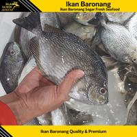 Gambar baronang ikan laut 500gr isi 1-2pcs/Ikan Baronang Seafood Segar dari Raja Salmon Jakarta undefined 4 Tokopedia