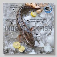 Gambar Ikan Gabus Kutuk Segar Hidup Obat Alami Penyembuh Luka Dalam - Kecil 500Gr dari INDOBLACKFISH undefined 2 Tokopedia