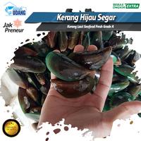 Gambar Kerang laut ijo hidup 1Kg | Kerang hijau | kijing \ Kerang ijo hidup dari Rumah Udang Jakarta undefined 2 Tokopedia