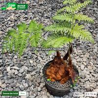 Gambar Tanaman hias Pakis monyet berdaun dari Tanaman dan herbal store undefined 1 Tokopedia