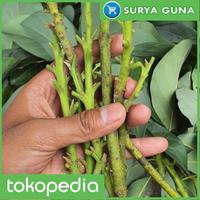 Gambar Paket 2 Entres Jual Entres Alpukat Markus dari Suryaguna Store undefined 1 Tokopedia