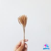 Gambar Rumput Kering Oson-oson (Ilalang) 5pcs Bunga Ilalang kering - Putih dari Giogio Sisters undefined 2 Tokopedia