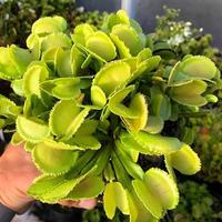 Gambar VFT WHALE rare!! Tanaman karnivora pemakan serangga - M+ dari IndofoliageCarnivore undefined 1 Tokopedia