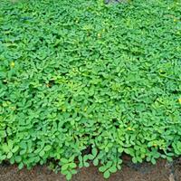 Gambar Tanaman hias kacang kacangan landep - tanaman kacang arachis pithoi dari Plant Paradise Store undefined 3 Tokopedia
