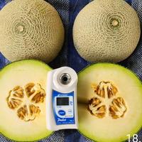 Gambar Sagami RZ benih buah melon asli f1 isi 100 seed dari Baraponikstore undefined 4 Tokopedia