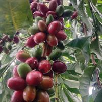 Gambar BUBUK KOPI CAP KAPAL LAYAR SPESIAL MIX 250 g dari sicincin shop undefined 3 Tokopedia