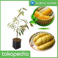 Gambar Bibit Durian Montong Super dari Suryaguna Store undefined 1 Tokopedia
