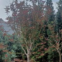 Gambar tanaman pohon maple Jepang dari Tania Flowrist undefined 2 Tokopedia
