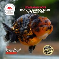 Gambar IKAN MAS KOKI RANCHU CALICO JUMBO SIZE 17-18 CM dari DELIMAMERAHFARM STORE undefined 1 Tokopedia