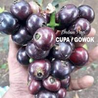 Gambar Bibit Buah Gowok atau Kupa 1,5 meter ,Langka Dari Cangkok dari EMBUN PAGI SLEMAN YOGYAKARTA undefined 1 Tokopedia