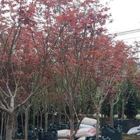 Gambar tanaman pohon maple Jepang dari Tania Flowrist undefined 1 Tokopedia