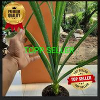 Gambar TANAMAN PANDAN DURI (PREMIUM QUALITY) dari TOPP SELLER undefined 1 Tokopedia